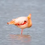 Funtana Meiga * Cabras